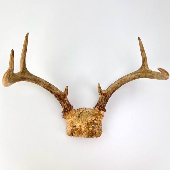 Vintage Deer Antler 7 Point Buck Skull Cap